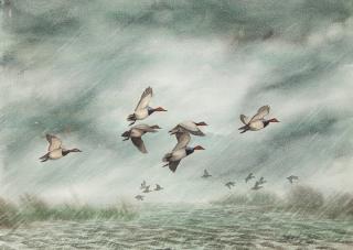 Appraisal: David Hagerbaumer - Canvasbacks signed and dated David Hagerbaumer lower