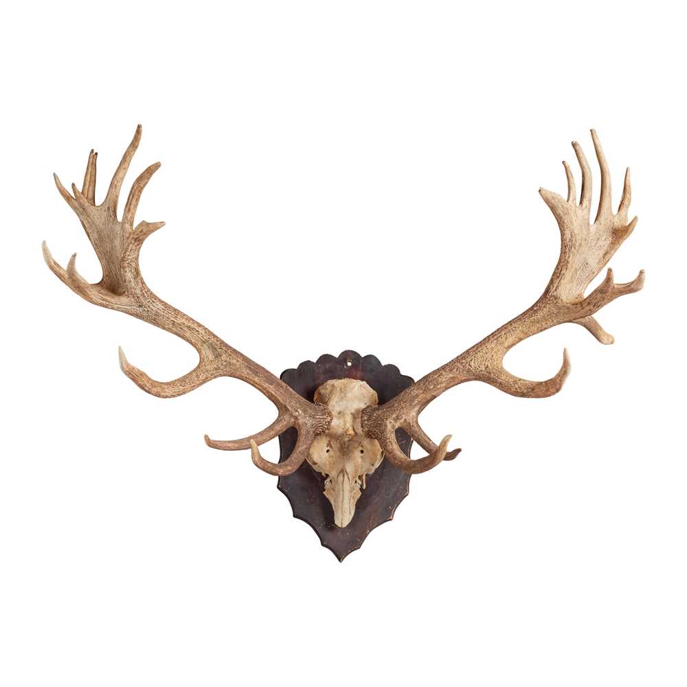 Appraisal: RECORD CLASS -POINT MOUNTED RED DEER ANTLERS TH CENTURY with