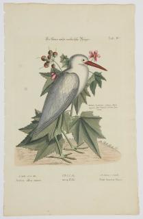 Appraisal: After Mark Catesby British - Little White Heron T IV