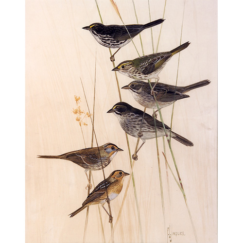 Appraisal: Francis Lee Jaques American - Sparrows of the Salt Marshes