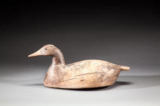 Appraisal: Canvasback Hen by Will Sterling Canvasback HenWill Sterling - Crisfield