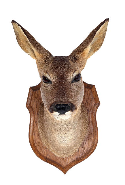 Appraisal: A PRESERVED DEER'S HEAD mounted on an oak shield approximately