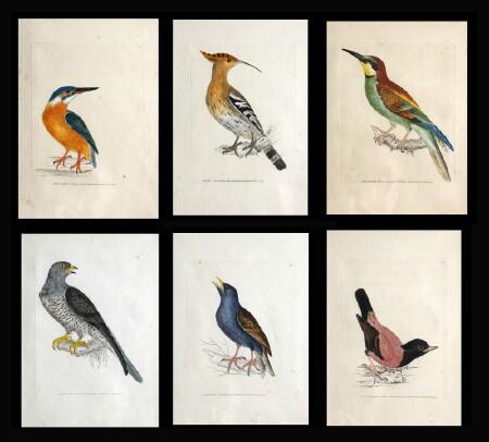 Appraisal: SIX ORNITHOLOGICAL PRINTS Engravings with hand-coloring x in image sight