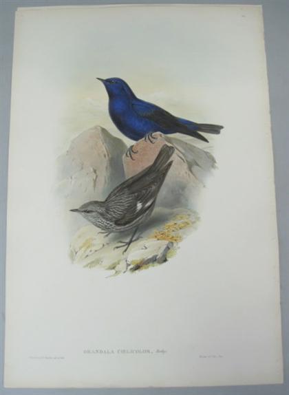 Appraisal: pieces Hand-Colored Lithographs Gould J E Sharpe Richard Bruijn's Cuckoo