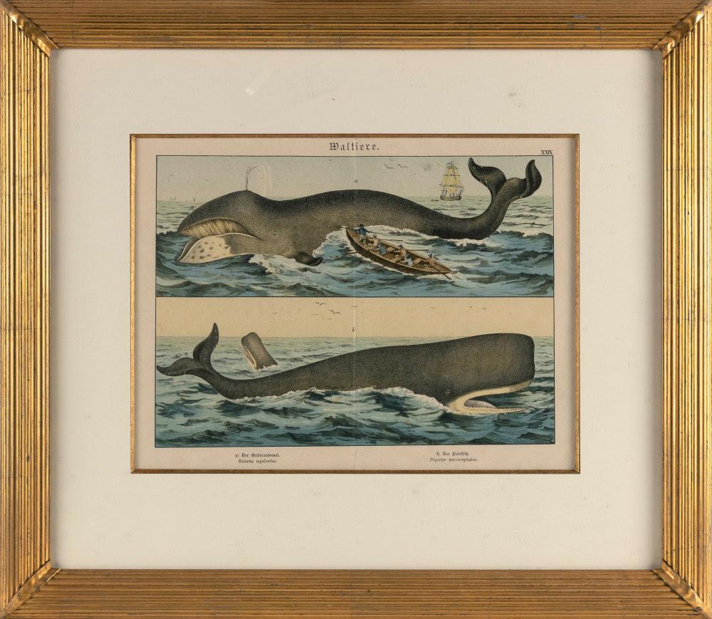 Appraisal: WALTIERE WHALING PRINT GERMAN HAND-COLORED LITHOGRAPH X SIGHT FRAMED X