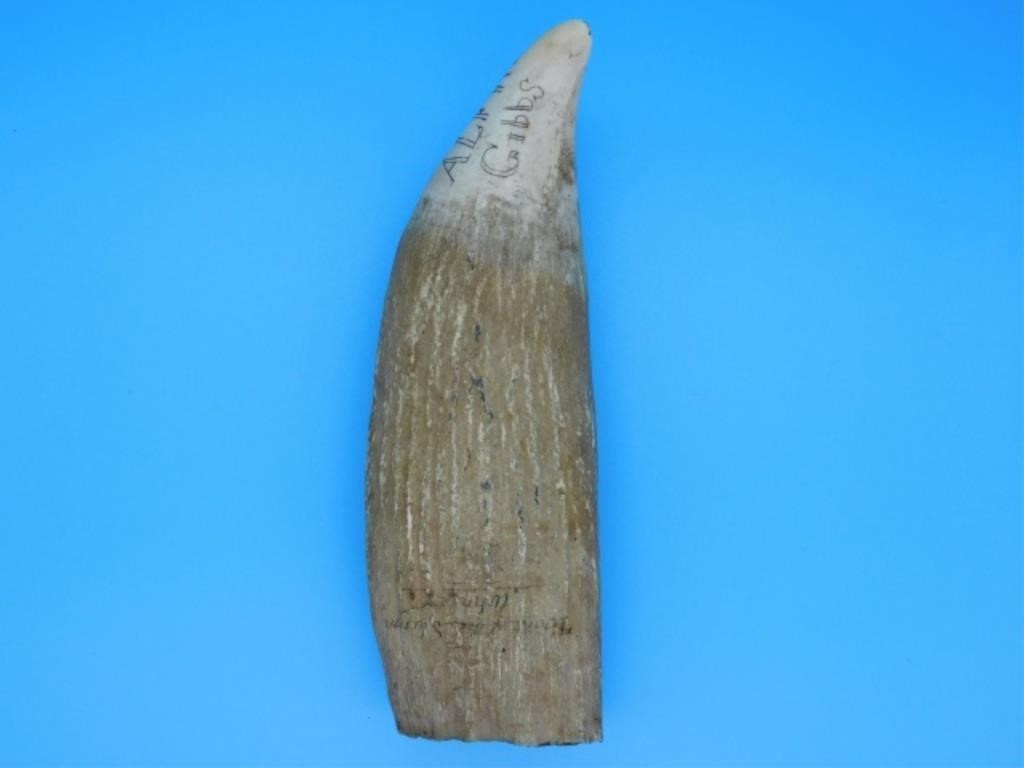 Appraisal: SCRIMSHAW WHALES TOOTH DATED POLISHED ATtop and engraved Alfred Gibbs