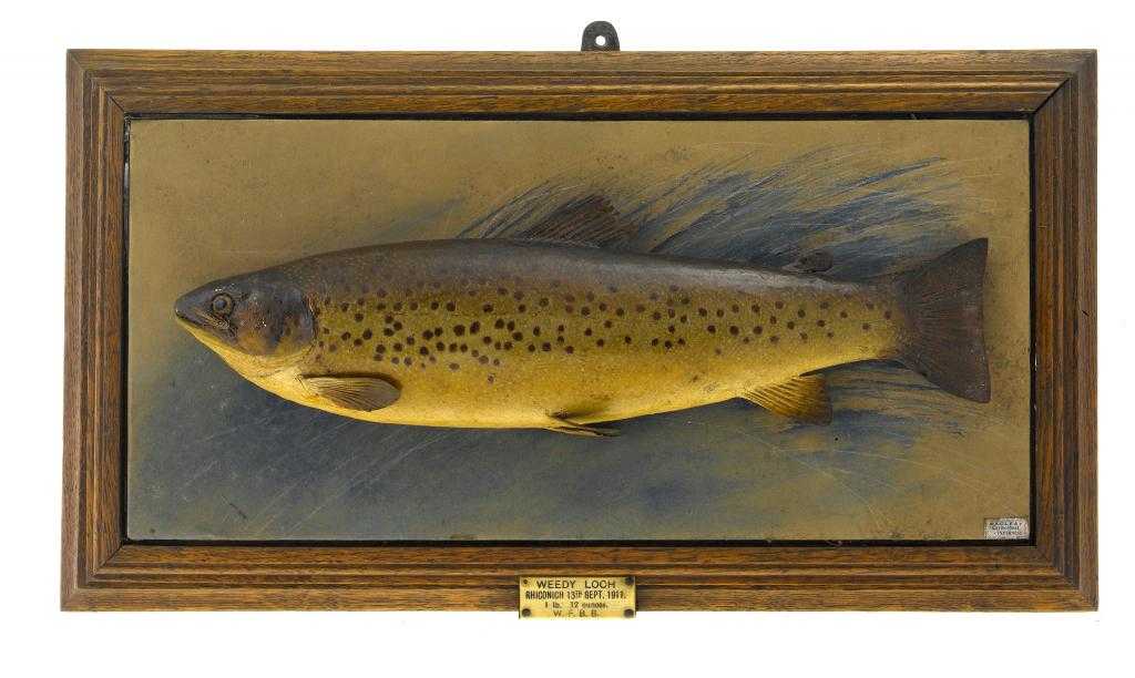 Appraisal: A BROWN TROUT SALMO TRUTTA realistically mounted on a painted