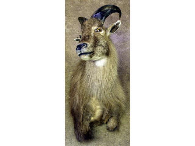 Appraisal: Ferrel Ram Goat mount Estimate -