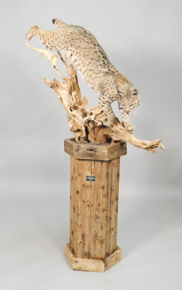 Appraisal: A taxidermied American bobcat naturalistically posed on a branch mounted