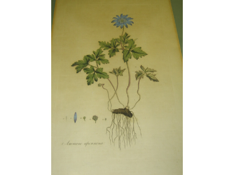 Appraisal: EIGHT HANDCOLORED ENGRAVINGS OF BOTANICALS Each species identified framed similarly