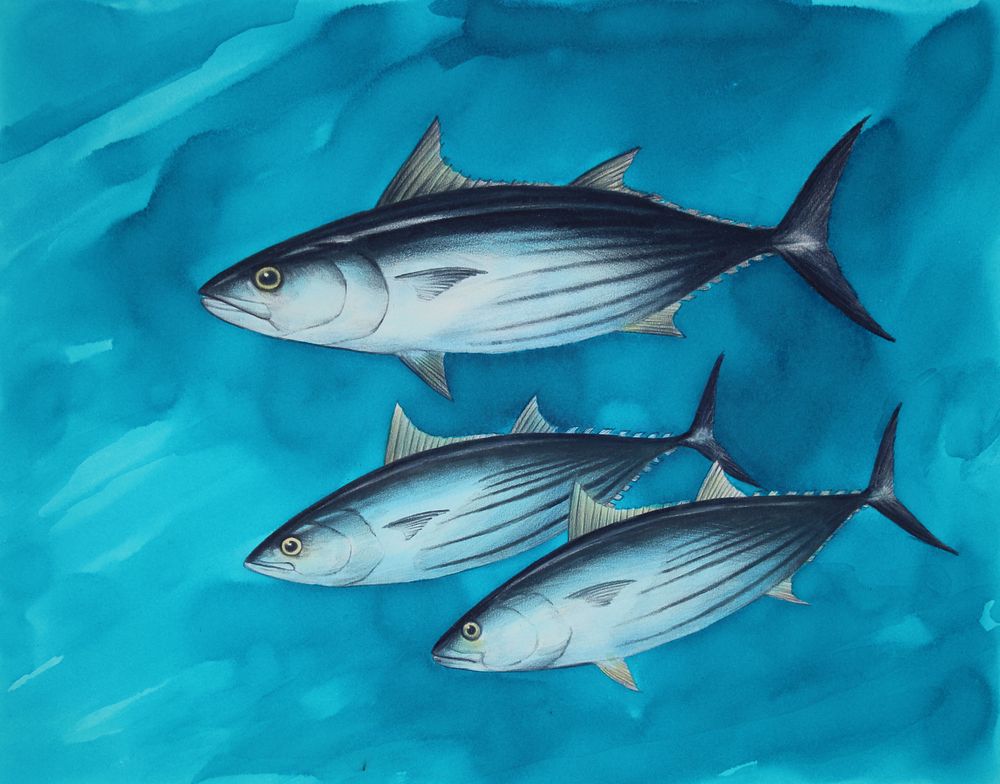 Appraisal: Chris Calle B Skipjack Tuna Chris Calle American B Skipjack