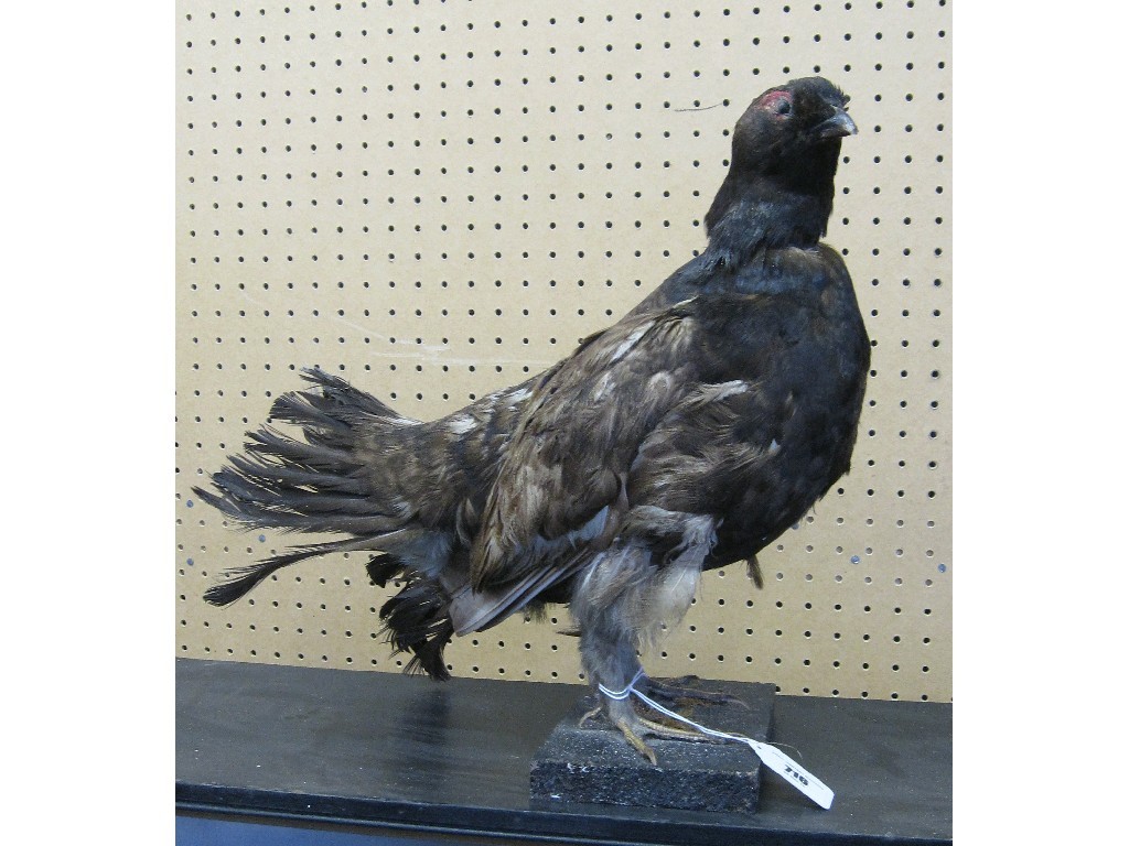 Appraisal: Taxidermy of a grouse