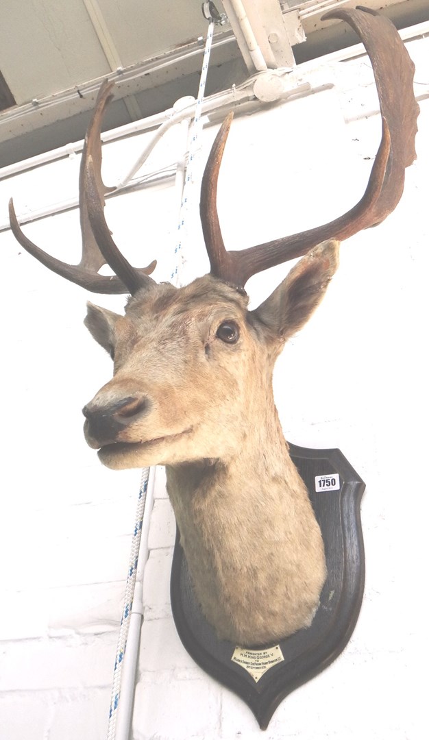 Appraisal: Taxidermy a stuffed and mounted stag's head on a stained