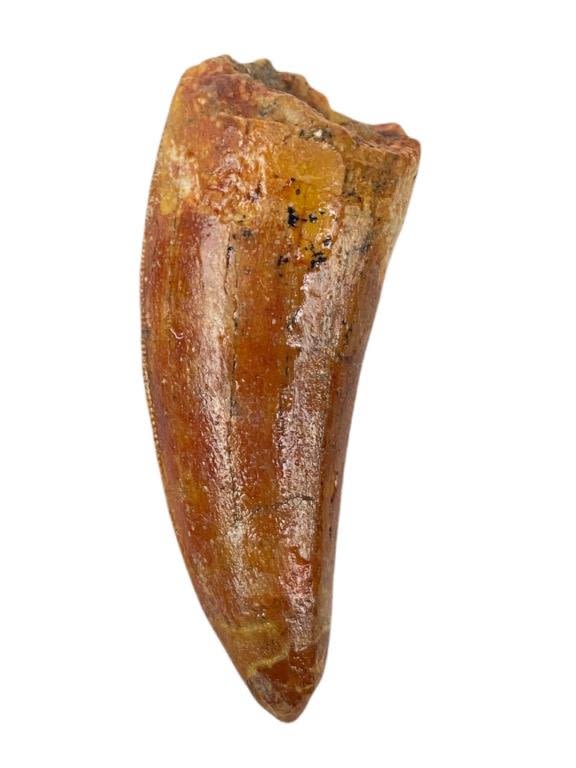 Appraisal: African T-Rex Carcharodontosaurus Tooth - Professionally prepped Please see photos