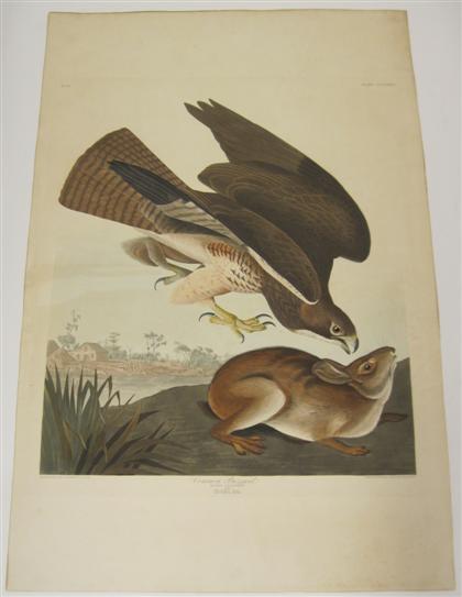 Appraisal: piece Hand-Colored Engraving with Aquatint and Etching Audubon John James