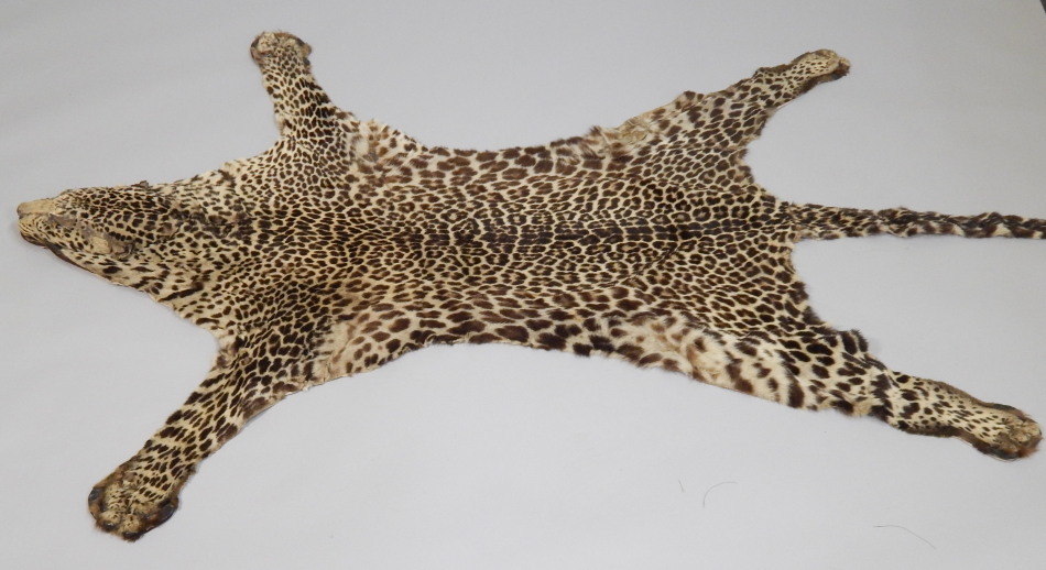 Appraisal: A leopard skin rug with flattened taxidermied head cm long