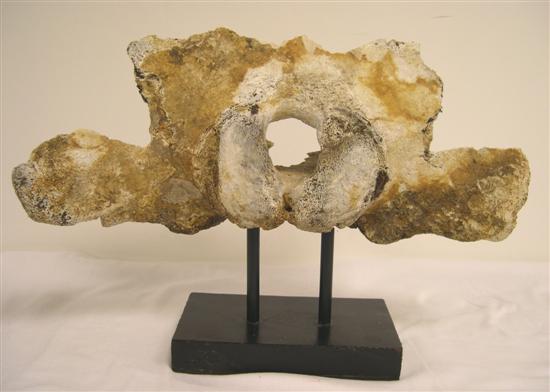 Appraisal: Whale vertebra mounted on metal stand some loss '' h