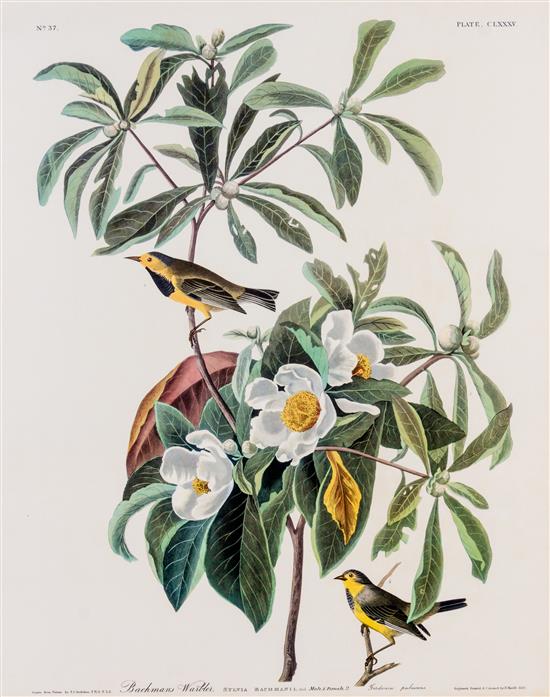 Appraisal: Sale Lot ORNITHOLOGY Facsimile print of Audubon's Bachman's Warbler Sylvia