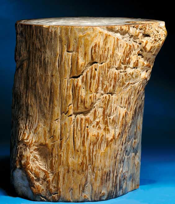 Appraisal: PETRIFIED WOOD LOG SECTION Triassic Indonesia A highly aesthetic example