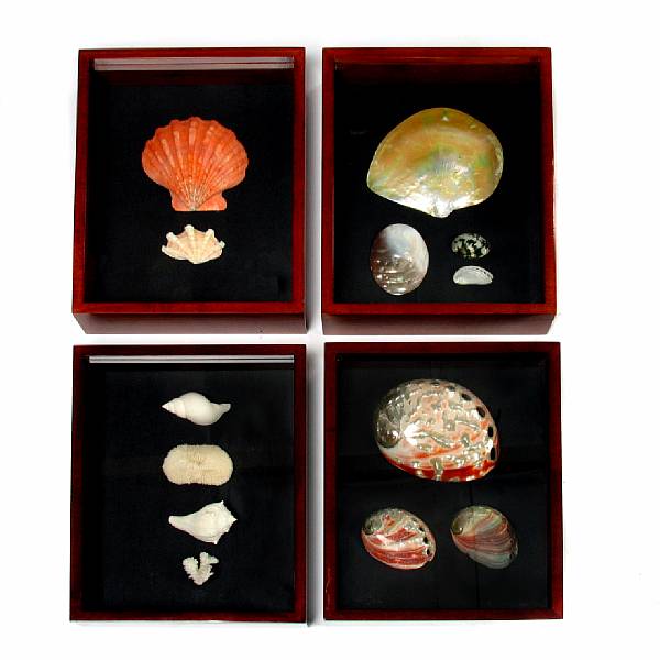 Appraisal: Set of Four Shadowboxes of Shells Consisting of a large