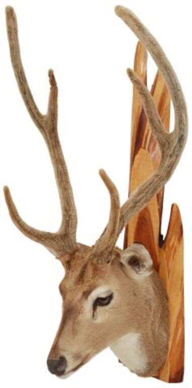 Appraisal: Taxidermy axis deer trophy mount point antlers retaining velvet approx