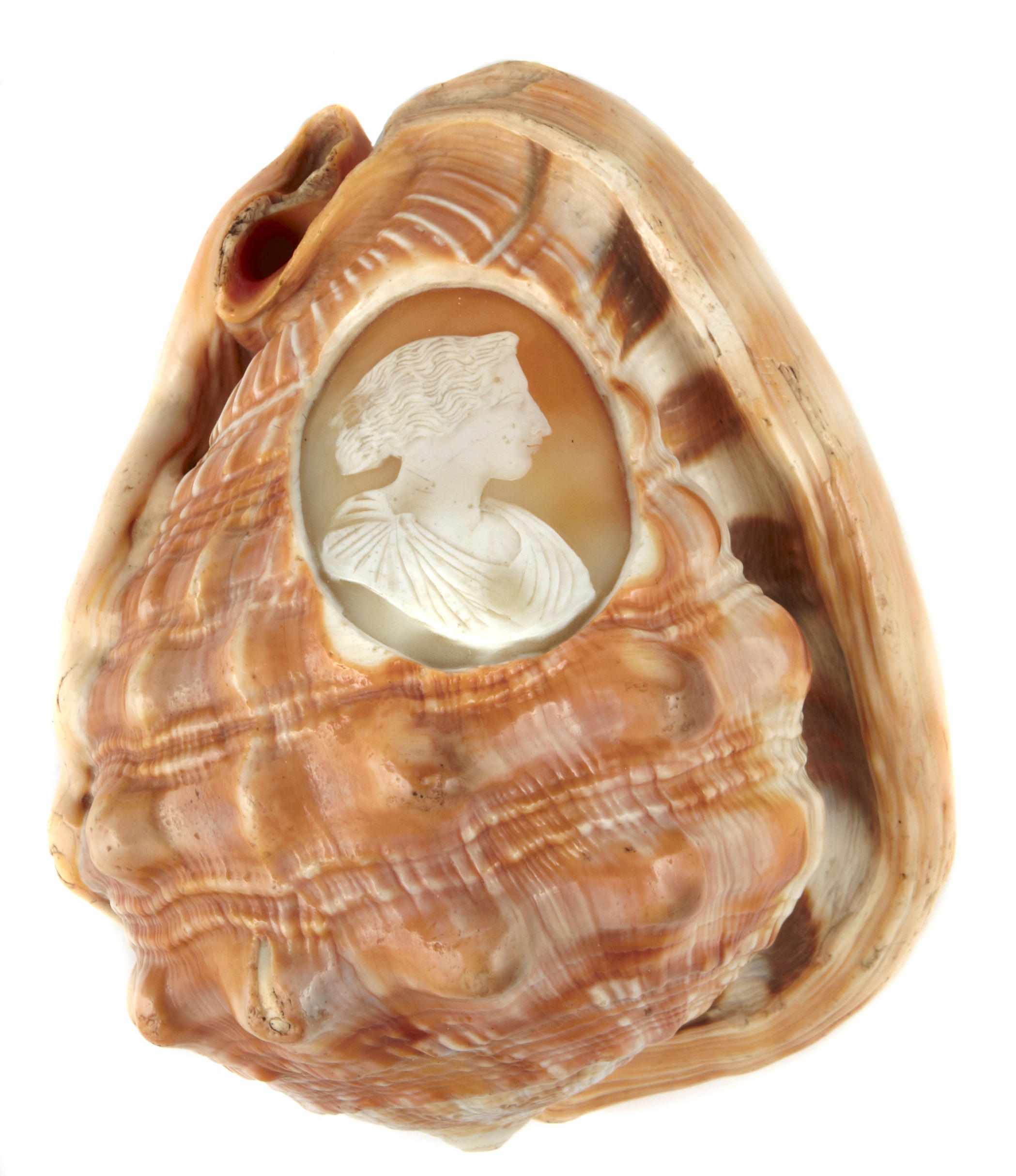 Appraisal: A seashell with carved cameo length in