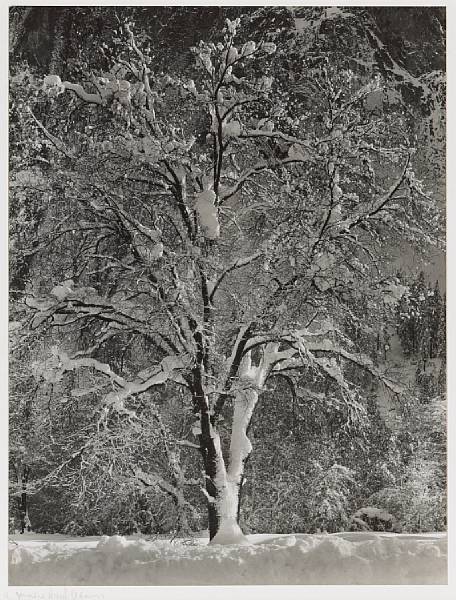 Appraisal: Ansel Adams American - Oak Tree and Cliffs of Cathedral