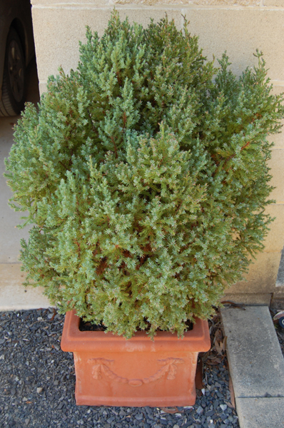 Appraisal: A GROUP OF FOUR SQUARE PLANTERS CONTAINING POTTED PLANTS