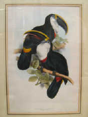 Appraisal: Edward Lear - a hand coloured lithograph titled Ramphastos Culmenatus