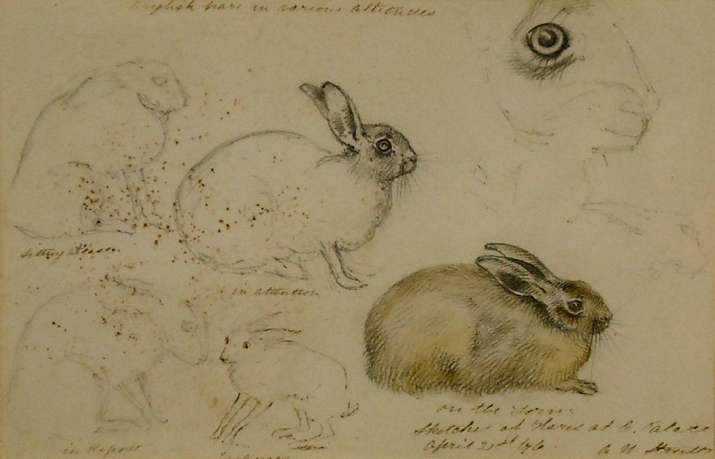 Appraisal: By Alfred William Strutt - - 'English Hare in Various