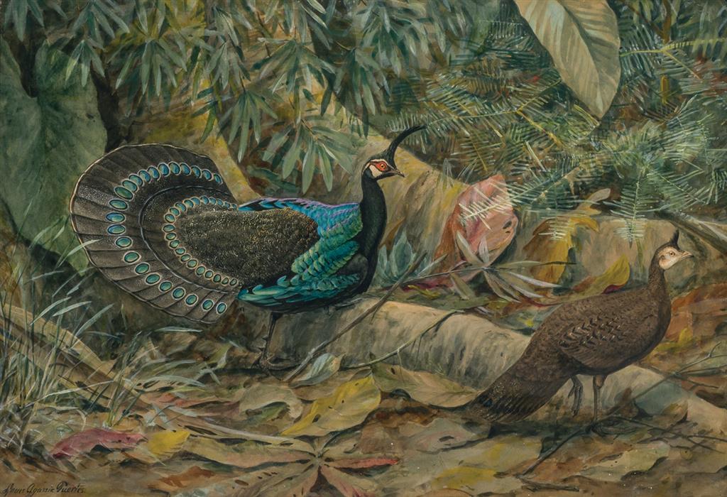 Appraisal: LOUIS AGASSIZ FUERTES American - The Palawan Peacock Pheasant watercolor