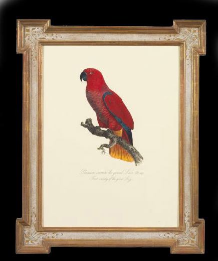 Appraisal: After Francois Levaillant French - Parrots suite of four chromolithographs