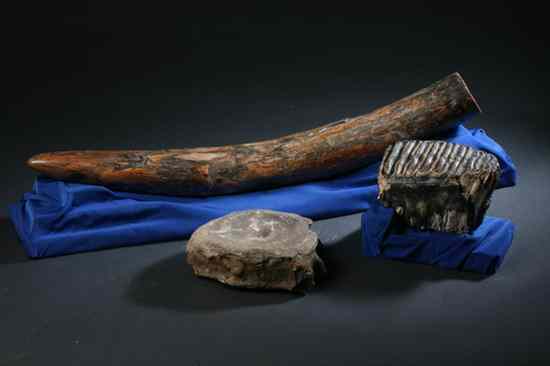 Appraisal: THREE MAMMOTH FOSSILS Pleistocene Epoch Including a Pygmy Mammoth tusk