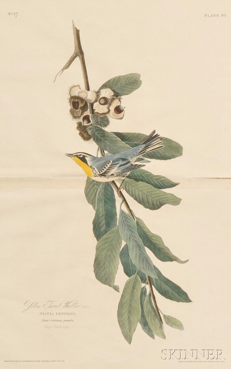 Appraisal: Audubon John James - Yellow Throat Warbler from Birds of