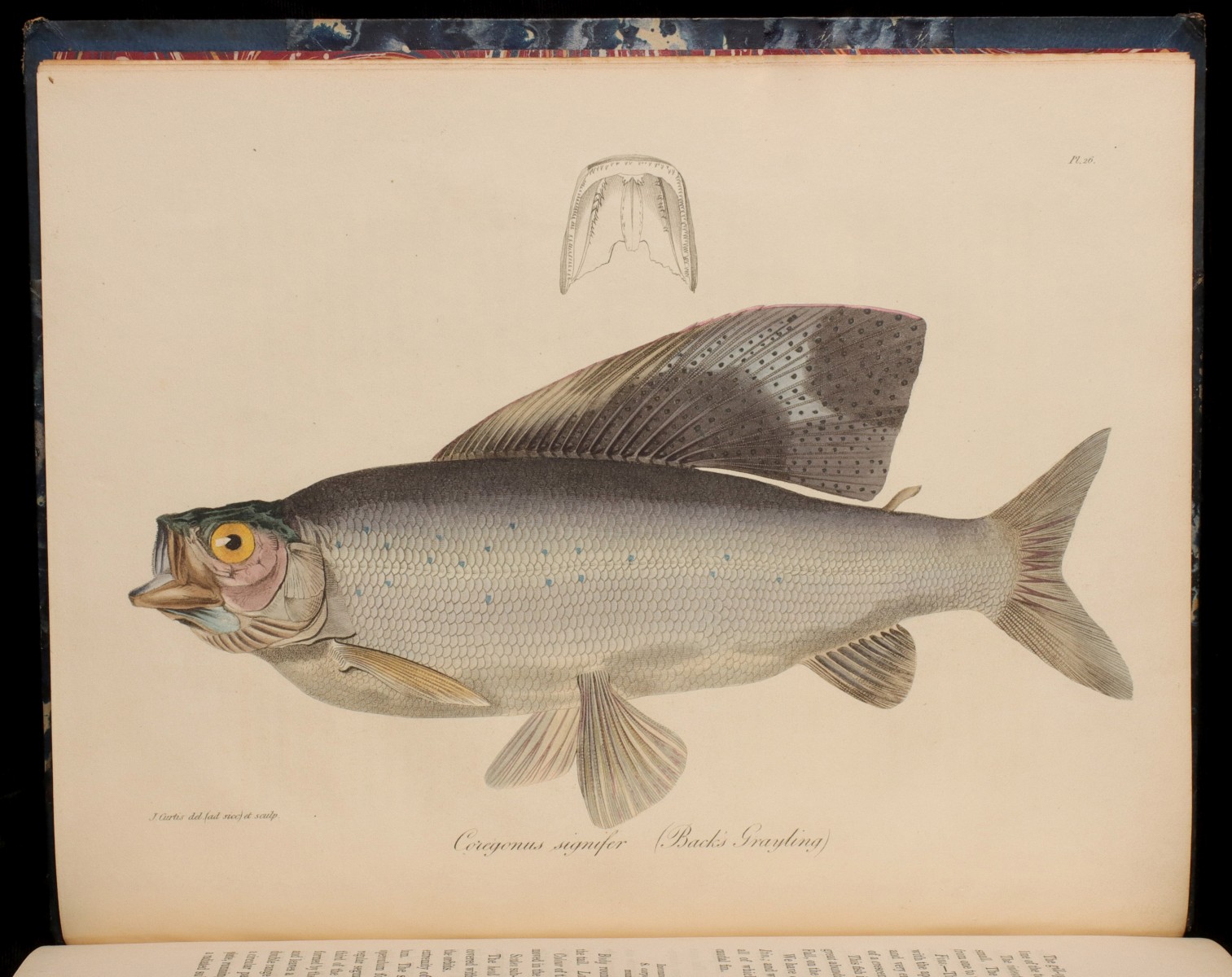 Appraisal: SIR JOHN RICHARDSON NOTICES OF FISHES CIRCA Sir John Richardson