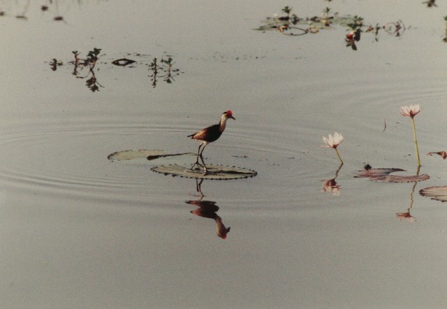 Appraisal: Framed image of a bird on a lilypad