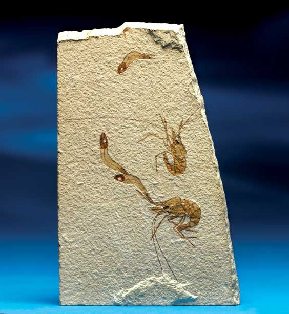 Appraisal: TWO FOSSIL SHRIMP AND THREE FISH Carpopenaeus longirostris and Callirostris