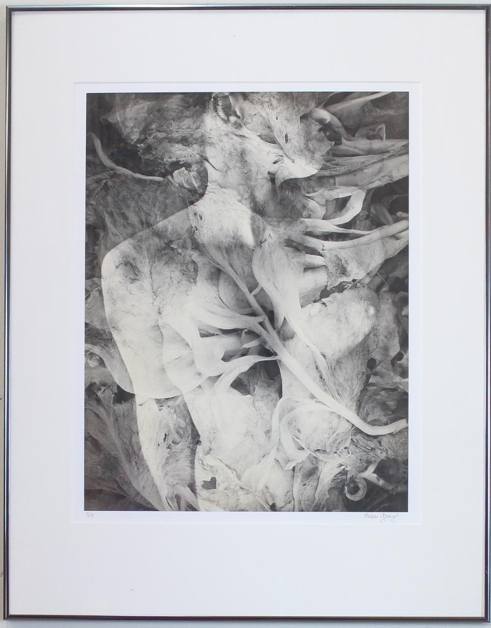 Appraisal: LISA GRAY Alaska Oregon born platinum palladium photographic print Folds