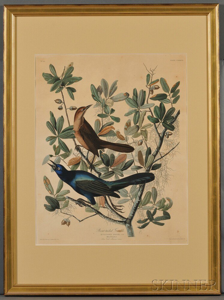 Appraisal: Audubon John James - Boat-tailed Grackle Plate CLXXXVII from Birds