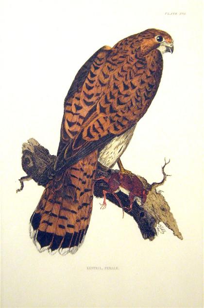 Appraisal: piece Hand-Colored Engraving Selby Prideaux John Kestrel Female Edinburgh ca