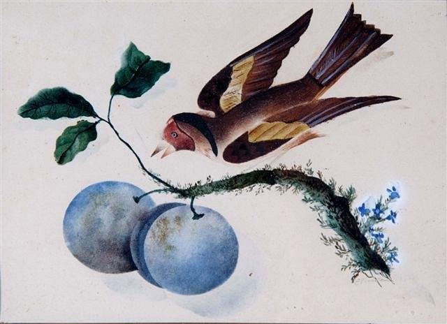 Appraisal: TH CENTURY SCHOOLChaffinch pecking fruit on a branch watercolour and