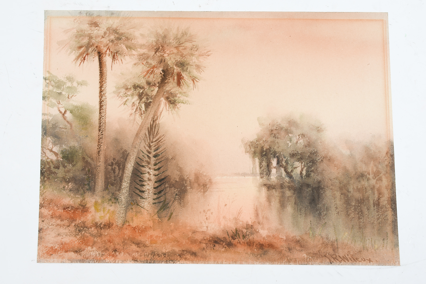 Appraisal: WILCOX James Ralph - Canadian Tomoka River Palms Watercolor ''