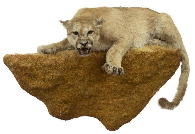 Appraisal: Taxidermy American Mountain Lion also known as Cougar Puma Panther