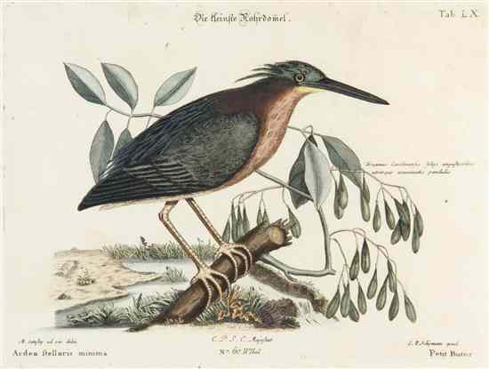 Appraisal: ORNITHOLOGY ENGLISH CATESBY MARC after A group of four hand-colored