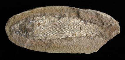 Appraisal: FISH FOSSIL in Provenance Property from the collection of Patti