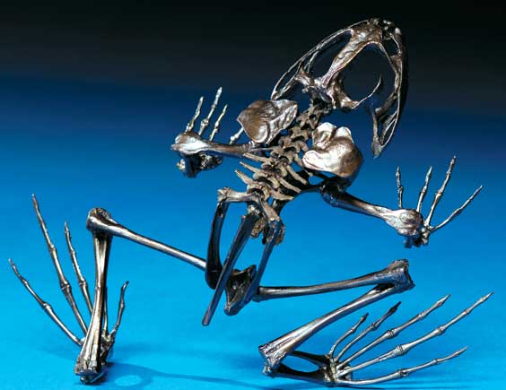 Appraisal: BRONZE BULL FROG SKELETON Artist Nelson Maniscalco This is a