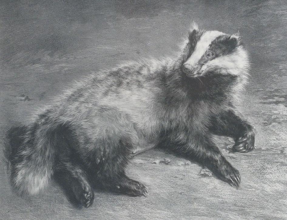 Appraisal: ROSA BONHEUR Recumbent badger monochrome print x -