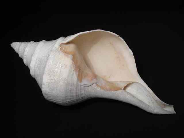 Appraisal: Large natural horse conch shell Bleached white Shows signs of