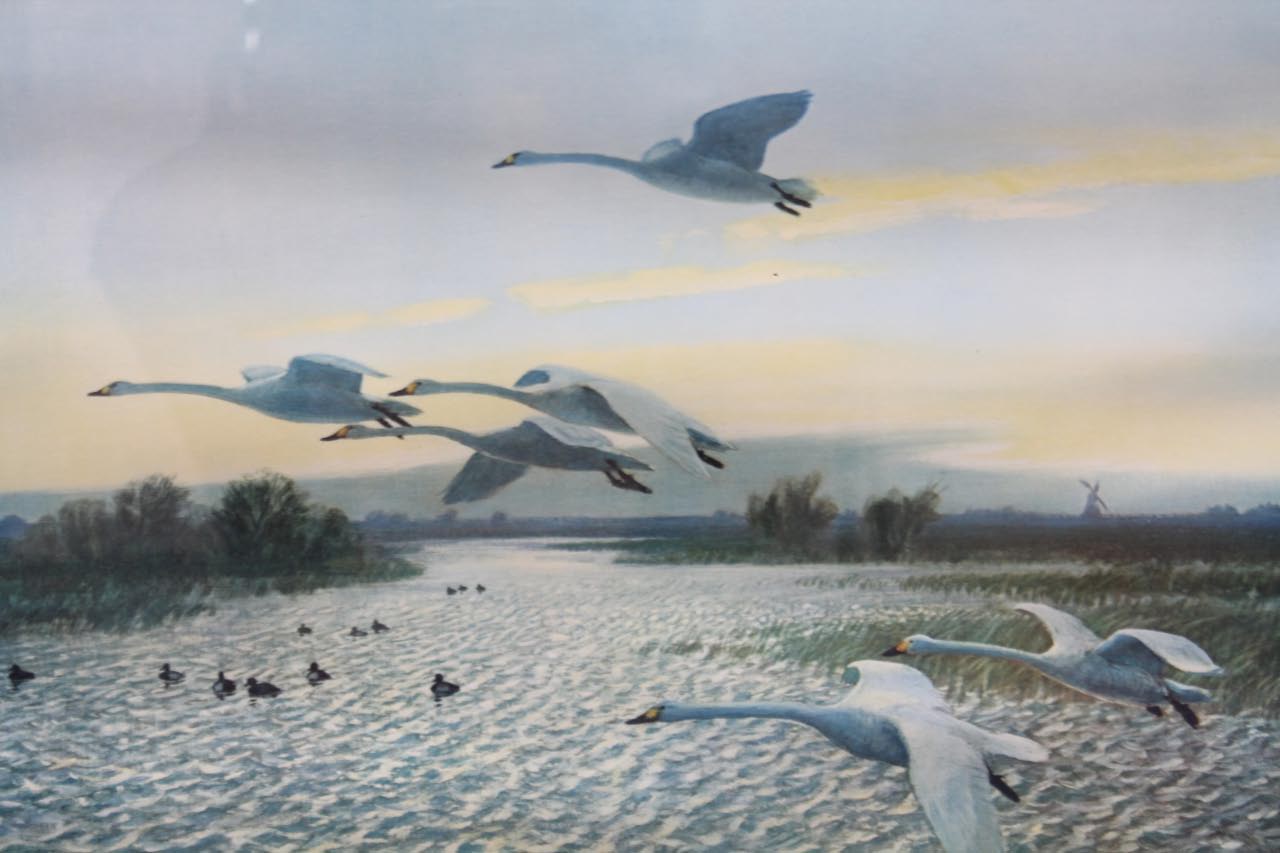 Appraisal: By and after Peter Scott Swans in flight colour print