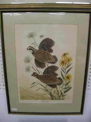 Appraisal: John A Ruthman Lithograph ''Bobwhite Quail'' of pencil signed image